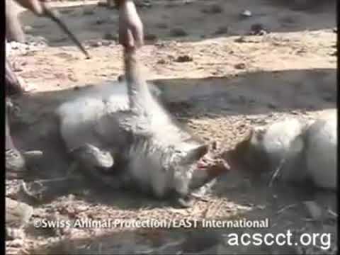 Animals are Skinned Alive on Chinese Fur Farms