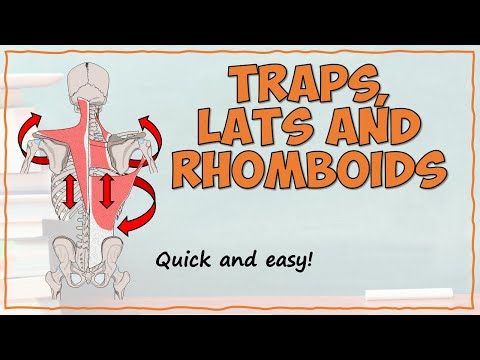 Back Muscles Part 2: Superficial and Intermediate Muscles