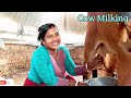 Cow Milking In Full Force By Beautiful Village Wife Maloti