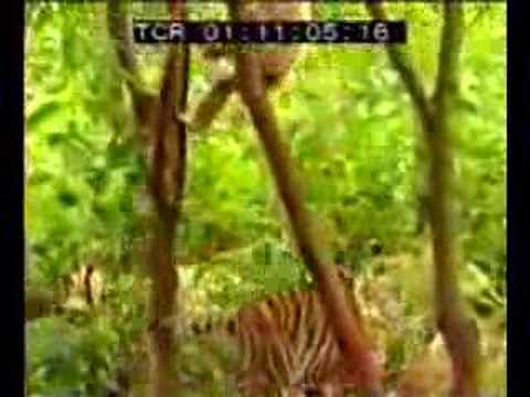 mmmelt MOMBASA unofficial video monkey taunts tiger