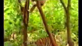 mmmelt MOMBASA unofficial video monkey taunts tiger