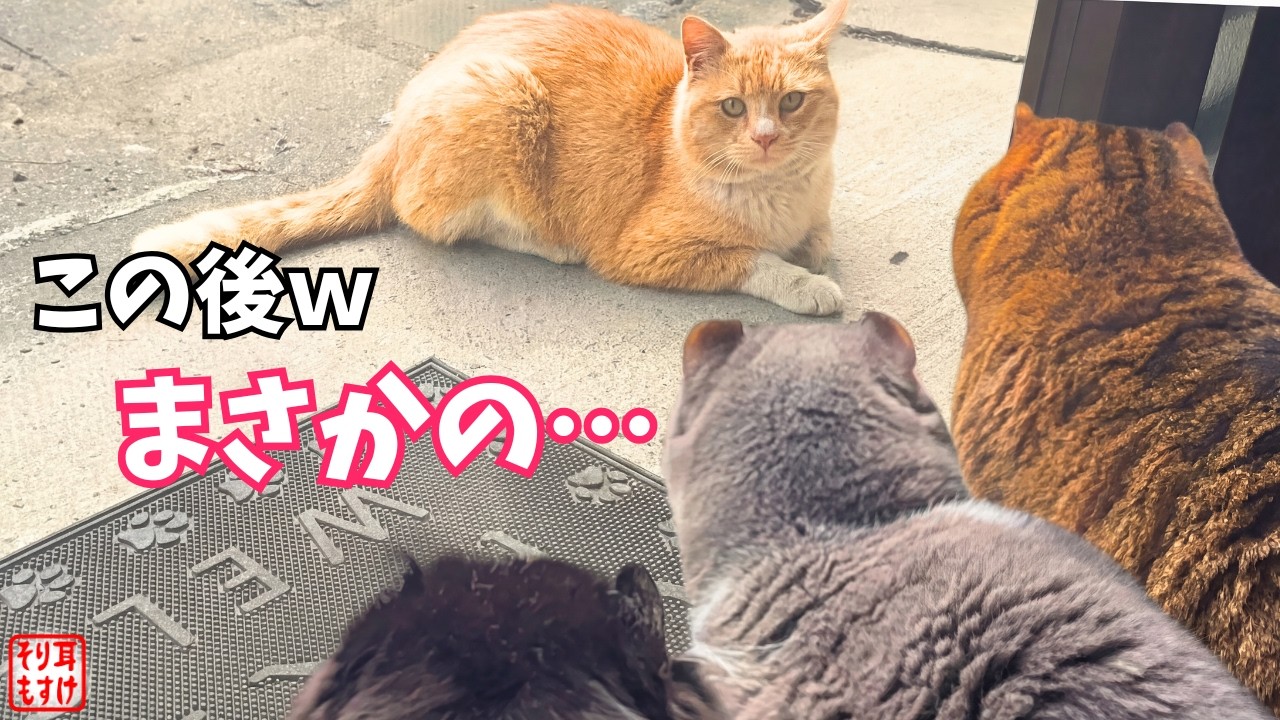 娘を狙って玄関に現れたボス猫。その時家族が見せた意外な一面とは