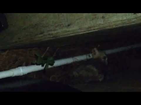 guys I found this strange creature animal right next storage at night (shocked video)‼🦡