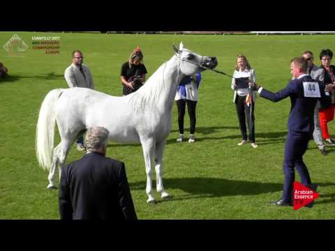 N.44 AL INAYA - Chantilly 2017 European BC - 7 Years Old and Older Mares (Class 4)