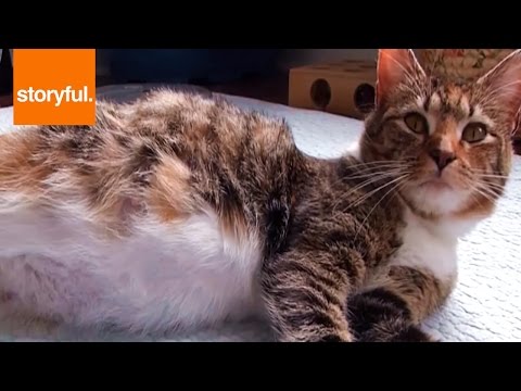Pregnant Cat's Belly Pulses With Unborn Kittens (Storyful, Cats)