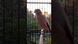 Download lagu cendet gacor #birds #masteranjernih #burung #pentetmani #kicaumania #kenari3in1 #kicaumanianusantara mp3