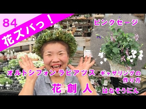 園芸 変化する花 Salpiglossis、ベルベット トランペット