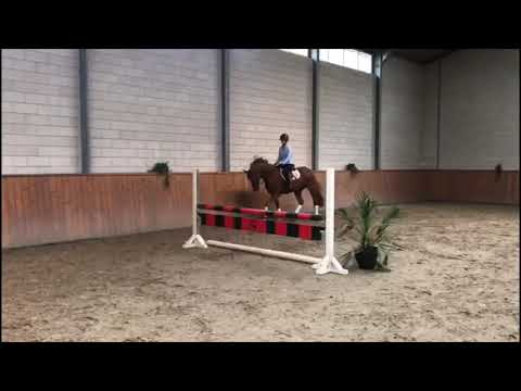 First Verdi x heartbreaker 4yo mare