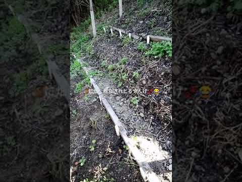 庭にイノシシを近づけないようにする方法は？彼らを傷つけることなく、彼らを撃退し、怖がらせるために機能する6つの解決策  庭園