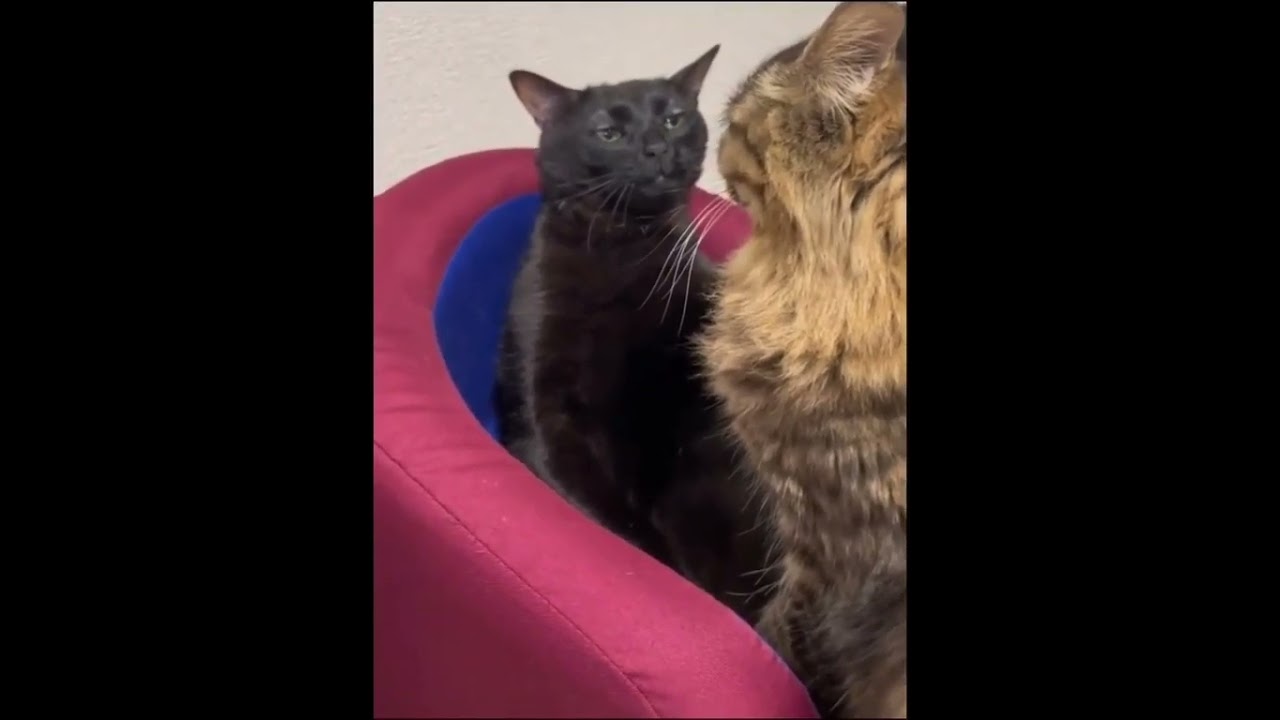 New cat meme template #foryou #viral