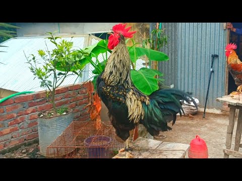 rooster crowing compilation