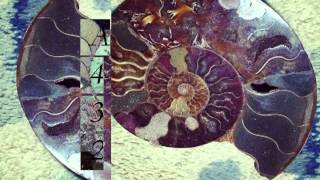 Telefon Tel Aviv - Lotus Above Water A4=432Hz