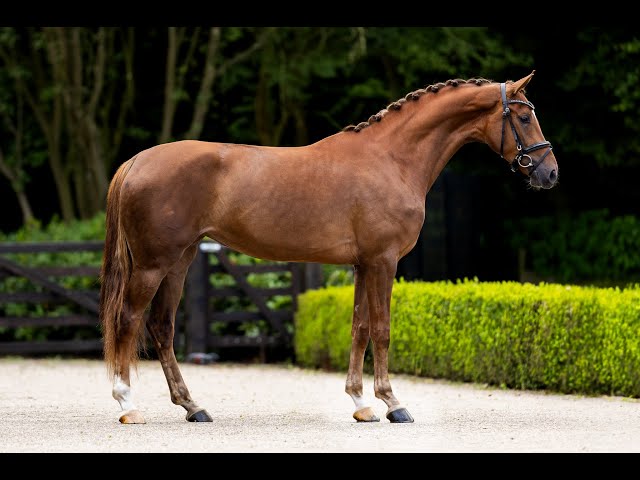 Rosa Bella L being lunged