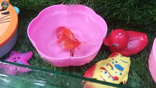 Download lagu UNBOXING IKAN HIAS PALING CANTIK! Glofish, Mas Koki & Ikan Unik 😱🐟 #ikanhias #unboxingikan mp3 Download lagu UNBOXING IKAN HIAS PALING CANTIK! Glofish, Mas Koki & Ikan Unik 😱🐟 #ikanhias #unboxingikan mp3