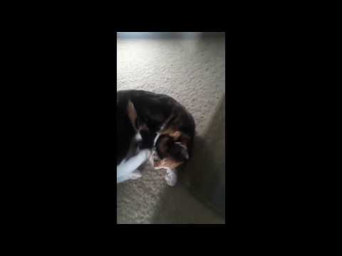 YouTube video about: Why does my cat kick herself in the face?