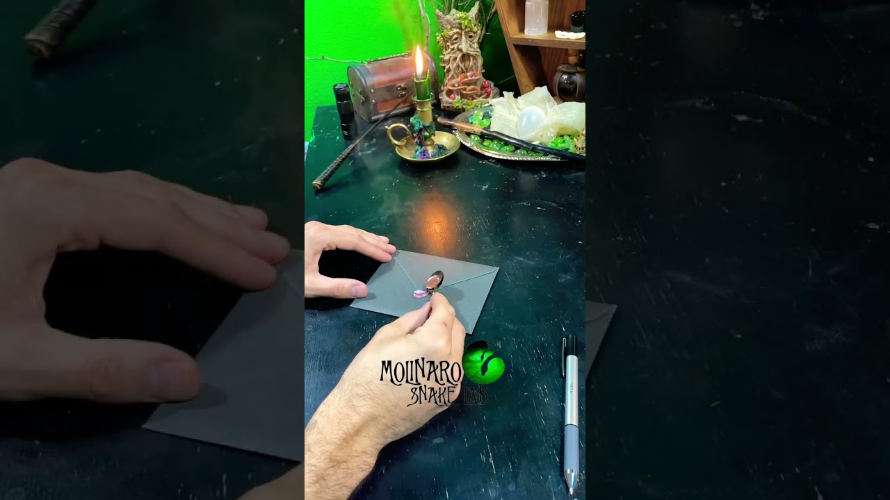 🐍 Good Bye Blue Eyes! 🧪 #shorts #ballpython  #royalpython #molinarosnakelab #blueeyedlucy #sawa