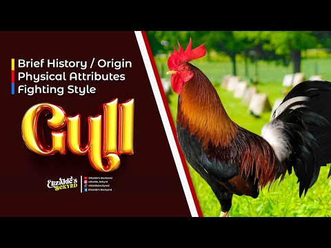 Gull | USAPANG BLOODLINES