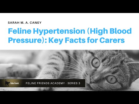 Feline Hypertension (High Blood Pressure): Key Facts For Carers