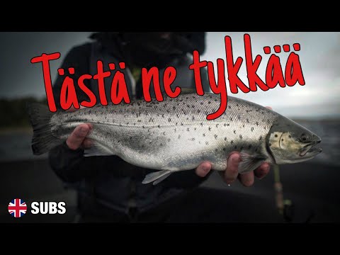 KELILLÄ ON VÄLIÄ | Meritaimenta kalastamassa syksyllä