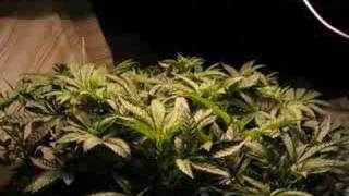 cannabis time lapse (from overgrow.com)