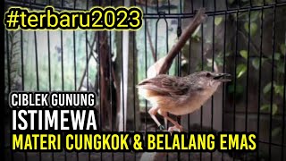Download lagu CIBLEK GUNUNG ISIAN CUCAK CUNGKOK DAN BELALANG EMAS mp3