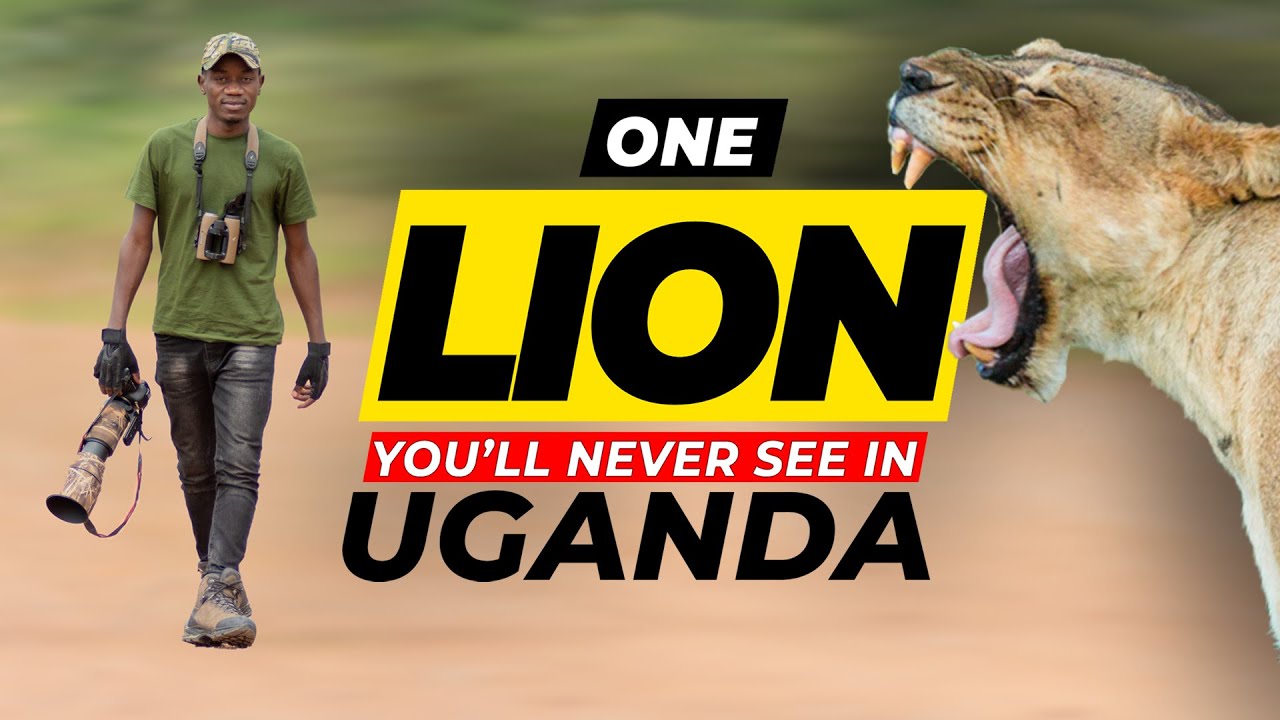 The Mysterious Ugandan Lion at Lake Mburo National Park - Uganda.