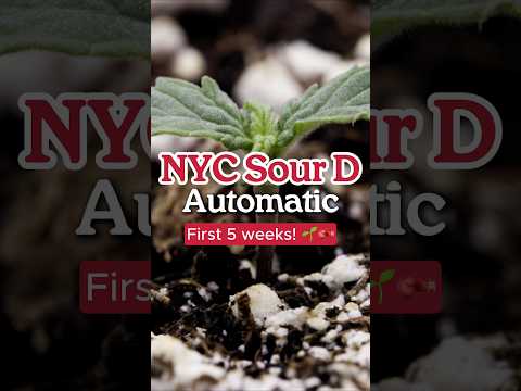 NYC Sour D Automatic by Royal Queen Seeds first weeks 🌱