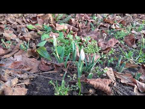 Das Gleichnis vom Sämann aus Lukas 8, 4-15