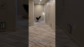 Tiktok trending challenge , visible Girl 🍓💋  #tiktok #tiktokchallenge #bigbank #fyp #usa #shorts