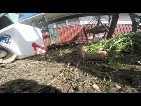 Raising, Breeding, Cuy (Guinea Pigs) for meat or money...