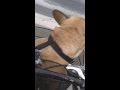 Bicycle Frenchie Fun
