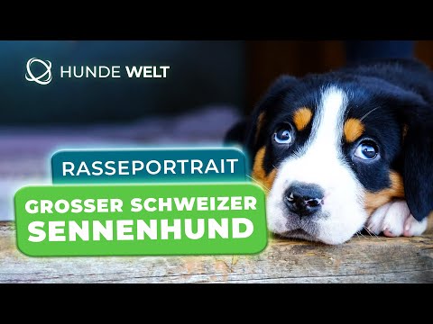 Greater Swiss Mountain Dog - Breed Profile | Appearance, Temperament & Origin