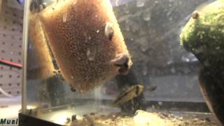 How to breed and care for Apistogramma and Dwarf Cichlids [Ep.4]  | Re-Upload