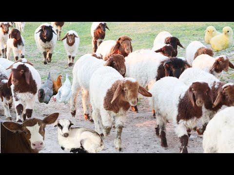 Farm animals, sheep, chicken, animal sounds, goats, sheep, animals, cow, goose, duck