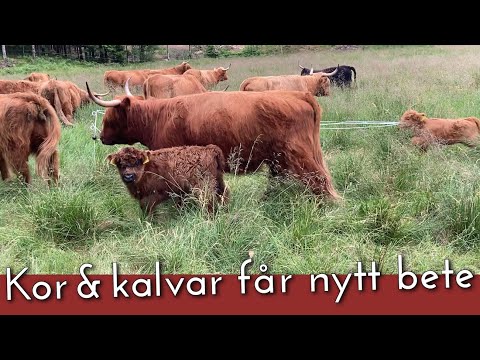 Kalvar och kor får nytt bete på Övre biten i Sundhult