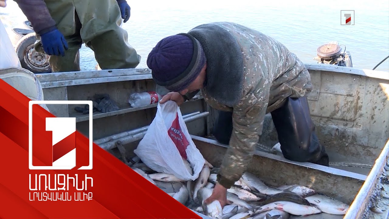 Մեկնարկել է սիգի արդյունագործական ձկնորսության աշնանային շրջանը