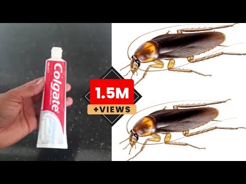 JUST ONE MINUTE || How To Get Rid of Cockroach Permanently In a Natural Way | JUST ONE MINUTES