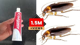 JUST ONE MINUTE || How To Get Rid of Cockroach Permanently In a Natural Way | JUST ONE MINUTES