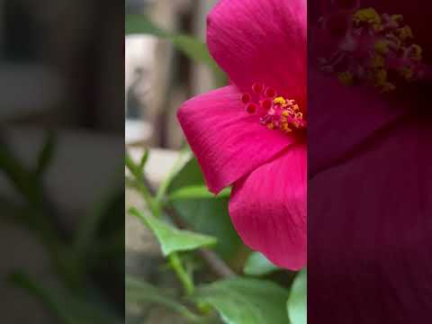 #song #music #love #hamsika #nature #butifyoucloseyoureyes #spedup #speedsong Hibiscus 🌺