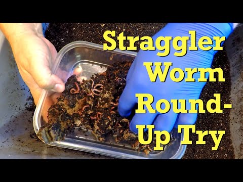 Round-up started of straggler ANCs from recently harvested vermicompost - worm farm