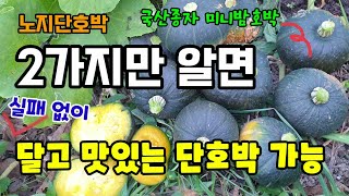 단호박 2가지만 알면 실패 없이 달고 맛있는 단호박 수확 가능 단호박 재배방법 국산종자 미니강1호 단호박