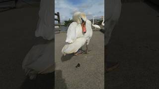 Download lagu 白鳥さん本当にごめんなさい #shorts mp3