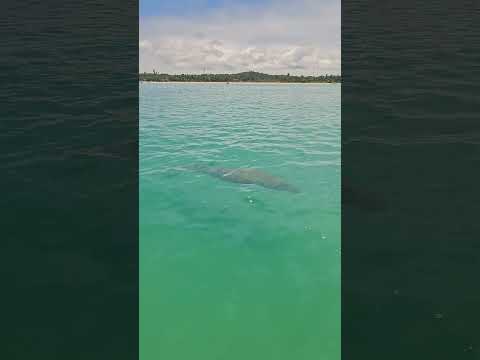 O espetáculo do Peixe Boi em Sao Miguel dos Milagres. #natureza #peixes