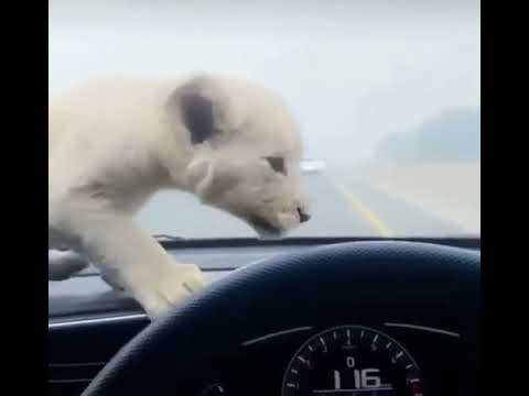 hello my dear my friends this video like karo follow ki