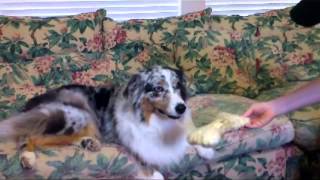 Dog Regrets - The Sitcom.