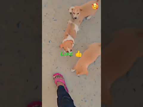 doggy lover cute video#youtubeshorts #video #mood #shorts