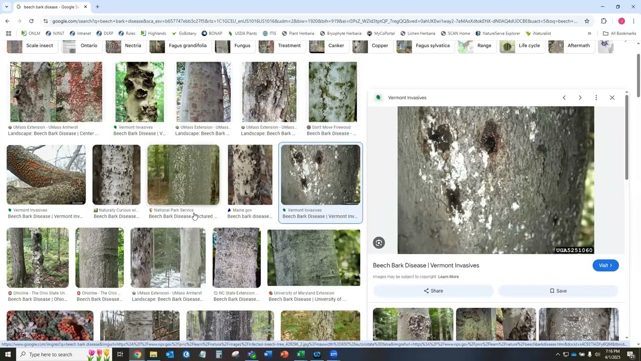 Taxonomy Tuesday 04-01-2025 Member Finds