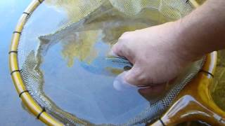 Trout Catch & Release in Grass Valley, CA. on July 6th 2012