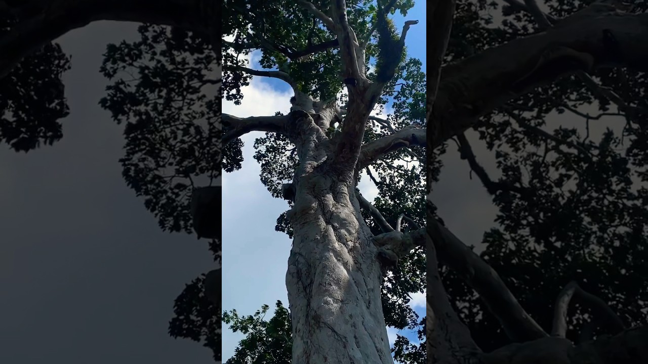 YouTube Short thumbnail