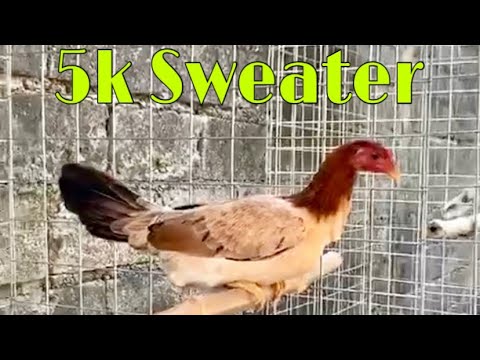 Sweater Dink Fair | sheryl lomboy